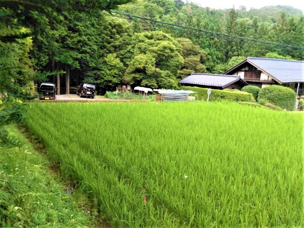 真木の風景